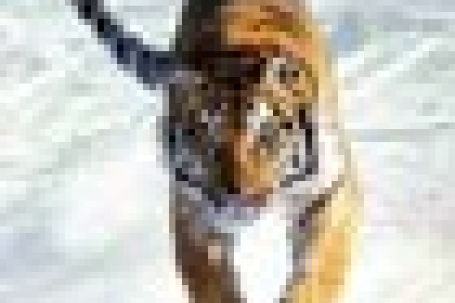 KINESKI HOROSKOP ZA 2010. – GODINA TIGRA